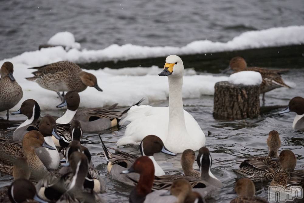 ��Į����Х��顦�����Daphne(���ե�) ��ƣ��������1��4���̥�֥����������ޤ��Ƥ���ǤȤ��������ޤ�🦢💫��