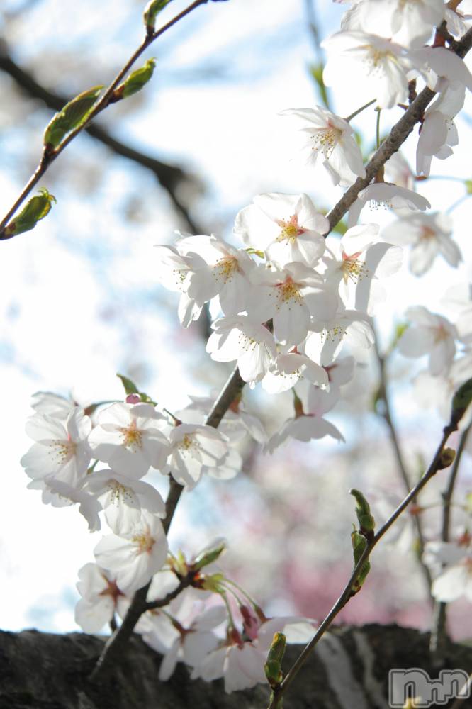 ��Į����Х��顦�����Daphne(���ե�) ��ƣ��������4��15���̥�֥����֤��äȤ����֤ˡ�