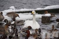 ��Į����Х��顦�����Daphne(���ե�) ��ƣ������(33)��1��4���̥�֥����������ޤ��Ƥ���ǤȤ��������ޤ�🦢💫��