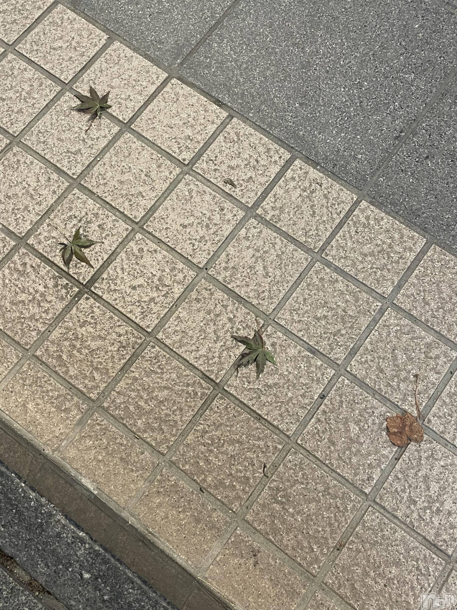 ĮХ顦Daphne(ե) 2025ǯ1113̥֥֤ߤ🍁