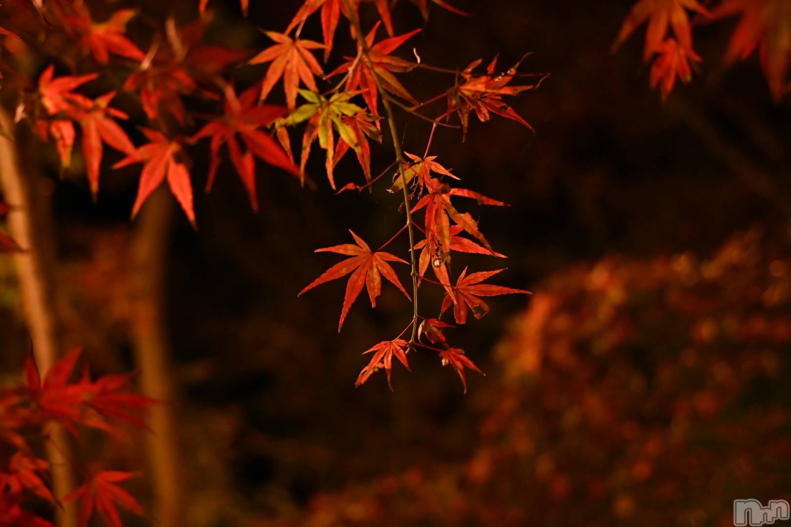 ĮХ顦Daphne(ե) 2025ǯ1117̥֥֤äȤ֤ˡġ