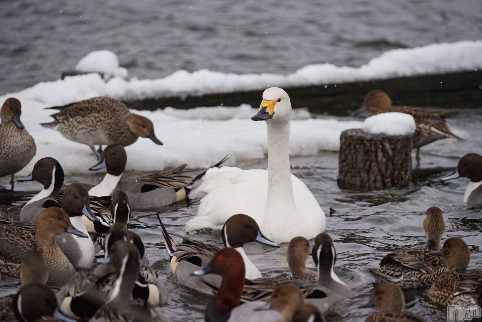 ��Į����Х��顦�����Daphne(���ե�) ��2026ǯ1��4���̥�֥����������ޤ��Ƥ���ǤȤ��������ޤ�🦢💫��