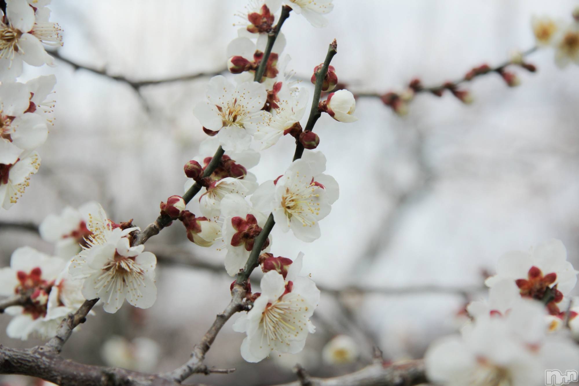 ��Į����Х��顦�����Daphne(���ե�) ��2026ǯ3��16���̥�֥����֤Ϥ롪��