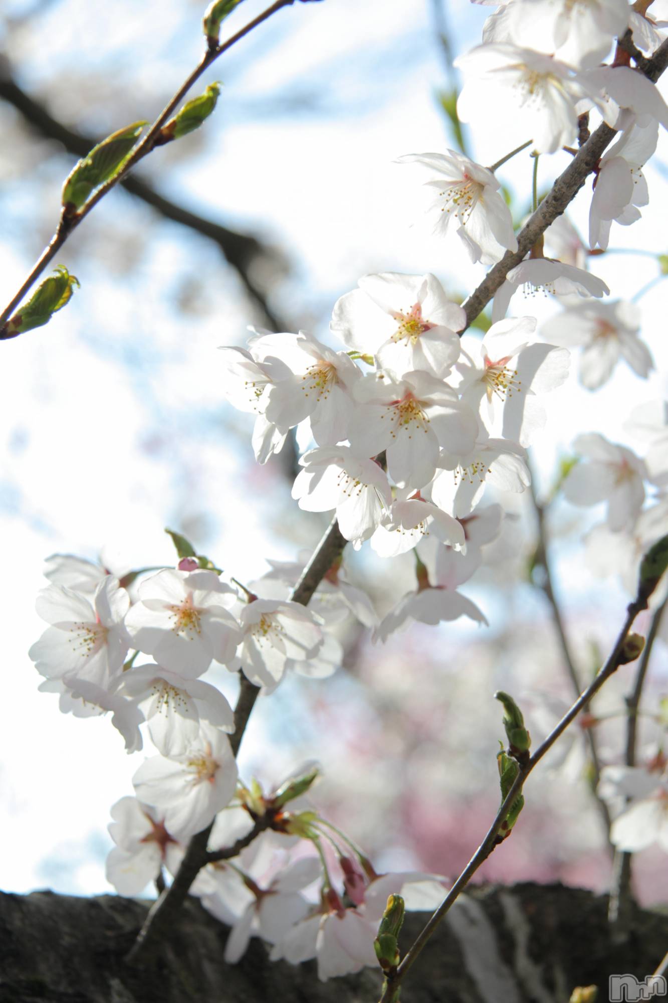 ��Į����Х��顦�����Daphne(���ե�) ��2026ǯ4��15���̥�֥����֤��äȤ����֤ˡ�