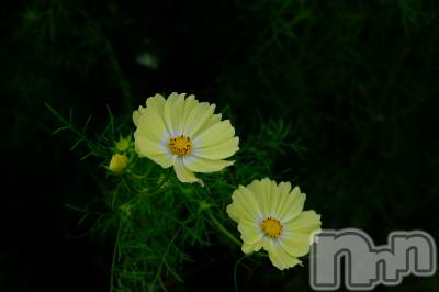 古町キャバクラ・クラブDaphne(ダフネ) 佐藤 美樹(33)の10月25日写メブログ「冬の気配🐰🍂」