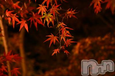 ĮХ顦Daphne(ե) ƣ(33)1117̥֥֤äȤ֤ˡġ