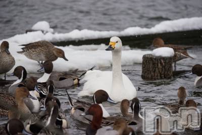 ��Į����Х��顦�����Daphne(���ե�) ��ƣ������(33)��1��4���̥�֥����������ޤ��Ƥ���ǤȤ��������ޤ�🦢💫��