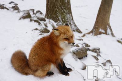 ��Į����Х��顦�����Daphne(���ե�) ��ƣ������(33)��1��10���̥�֥�����🦊🦊🦊��