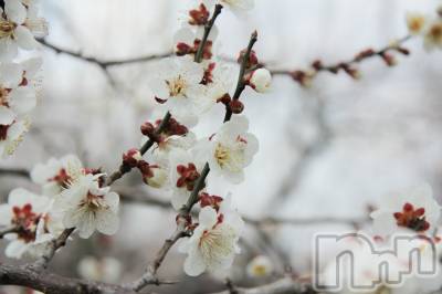 ��Į����Х��顦�����Daphne(���ե�) ��ƣ������(33)��3��16���̥�֥����֤Ϥ롪��