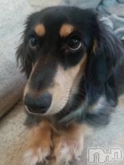 新潟デリヘル奥様特急 新潟店(オクサマトッキュウニイガタテン) はるか(24)の10月5日写メブログ「おはようございます^^」