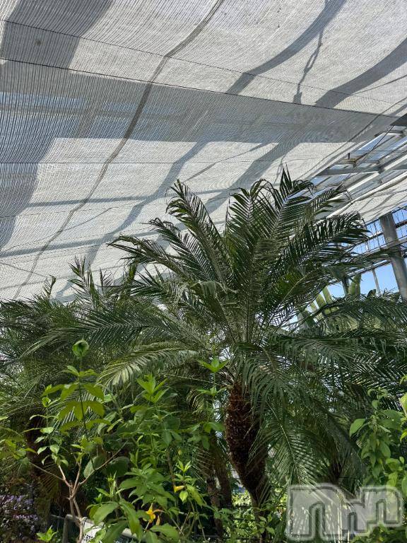 長岡デリヘルBIANCA～主人の知らない私～長岡店(ビアンカナガオカテン) 笹川　こと(33)の3月20日写メブログ「植物園😘」