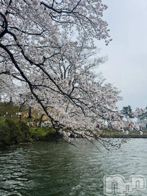 長岡デリヘルBIANCA～主人の知らない私～長岡店(ビアンカナガオカテン) 笹川　こと(33)の4月6日写メブログ「高田城跡桜まつり」