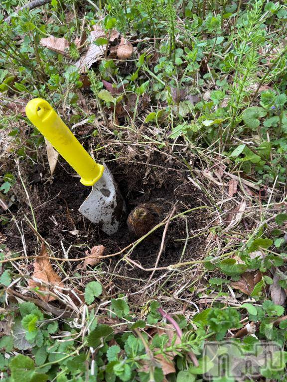 長岡デリヘルBIANCA～主人の知らない私～長岡店(ビアンカナガオカテン) 笹川　こと(33)の4月9日写メブログ「庭で…」