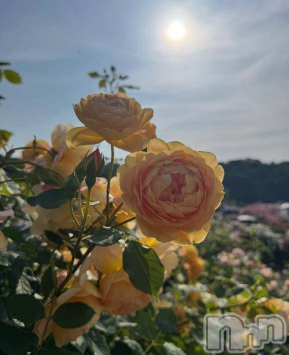長岡デリヘルBIANCA～主人の知らない私～長岡店(ビアンカナガオカテン) 笹川　こと(33)の7月24日写メブログ「明日🥰」