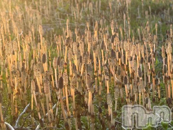 長岡デリヘルBIANCA～主人の知らない私～長岡店(ビアンカナガオカテン)笹川　こと(33)の2026年4月3日写メブログ「まじの日記みたいで…」