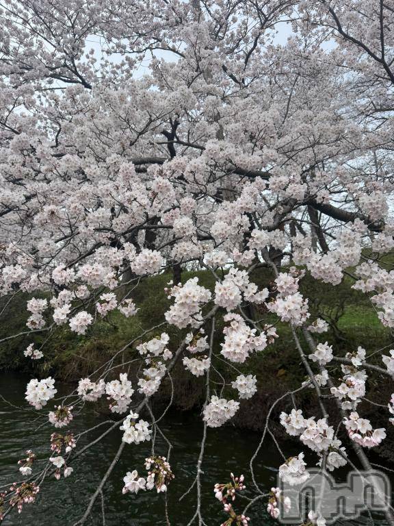 長岡デリヘルBIANCA～主人の知らない私～長岡店(ビアンカナガオカテン)笹川　こと(33)の2026年4月16日写メブログ「イベント初日に咳😵‍💫」