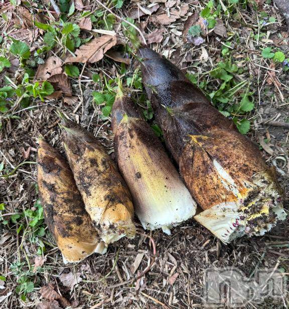 長岡デリヘルBIANCA～主人の知らない私～長岡店(ビアンカナガオカテン)笹川　こと(33)の2026年4月22日写メブログ「お礼♡」