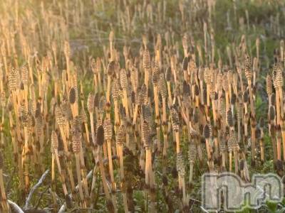 長岡デリヘル BIANCA～主人の知らない私～長岡店(ビアンカナガオカテン) 笹川　こと(33)の4月3日写メブログ「まじの日記みたいで…」