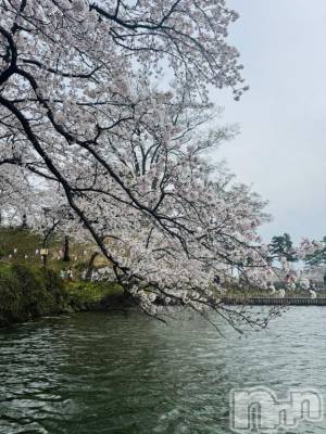 長岡デリヘル BIANCA～主人の知らない私～長岡店(ビアンカナガオカテン) 笹川　こと(33)の4月6日写メブログ「高田城跡桜まつり」