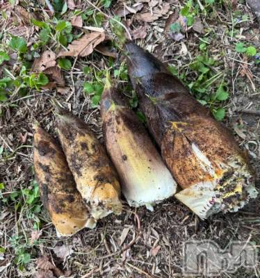 長岡デリヘル BIANCA～主人の知らない私～長岡店(ビアンカナガオカテン) 笹川　こと(33)の4月22日写メブログ「お礼♡」