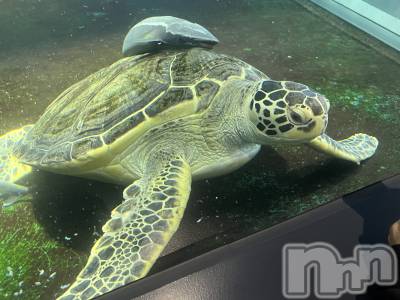 ʥå륺С륺С ӥ٥˥塼(륺Сӥ٥˥塼) ߤ1020̥֥֥ӥǤޤäƤ✨️