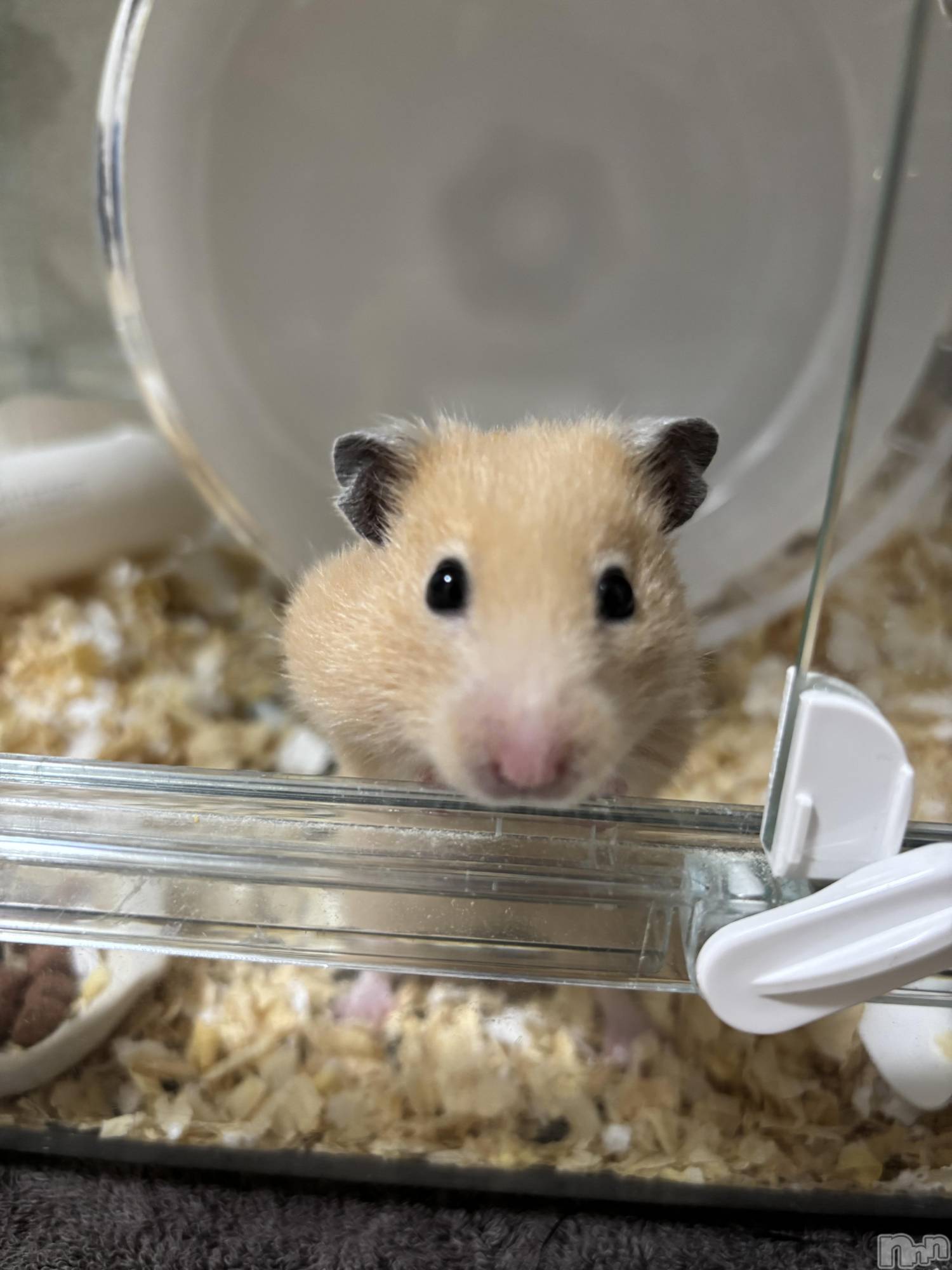 ƲХ顦151-A() 2025ǯ1211̥֥֤Ҥ֤♡