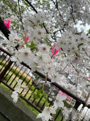 新潟デリヘル 熟女の風俗 最終章(ジュクジョノフウゾクサイシュウショウ) かなみ(38)の4月5日写メブログ「まもなく」