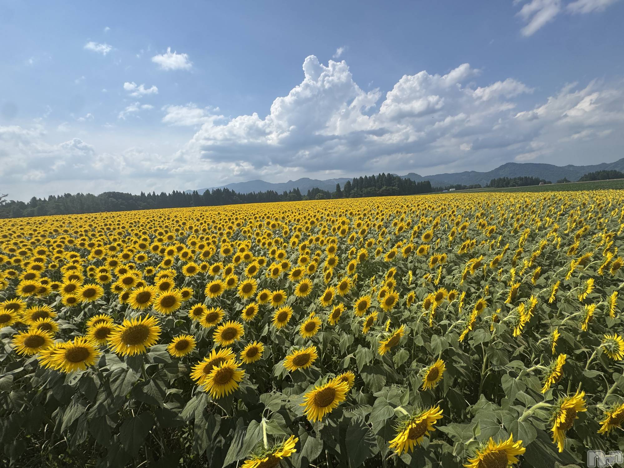 ʥå륺С󥻥ץȥե̴Ѷ~̤⤷ʤ¤~(󥻥ץȥեߥϥ祦) 2025ǯ1015̥֥֤Ҥޤ🌻🌻