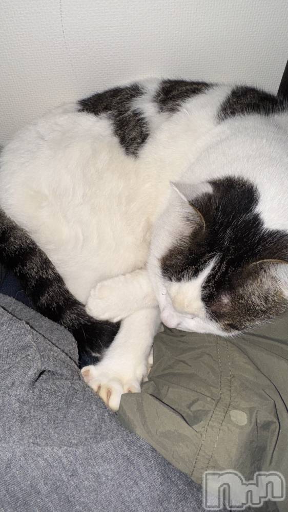 ʥå륺С󥻥ץȥե̴Ѷ~̤⤷ʤ¤~(󥻥ץȥեߥϥ祦) ʤ1114̥֥🐱