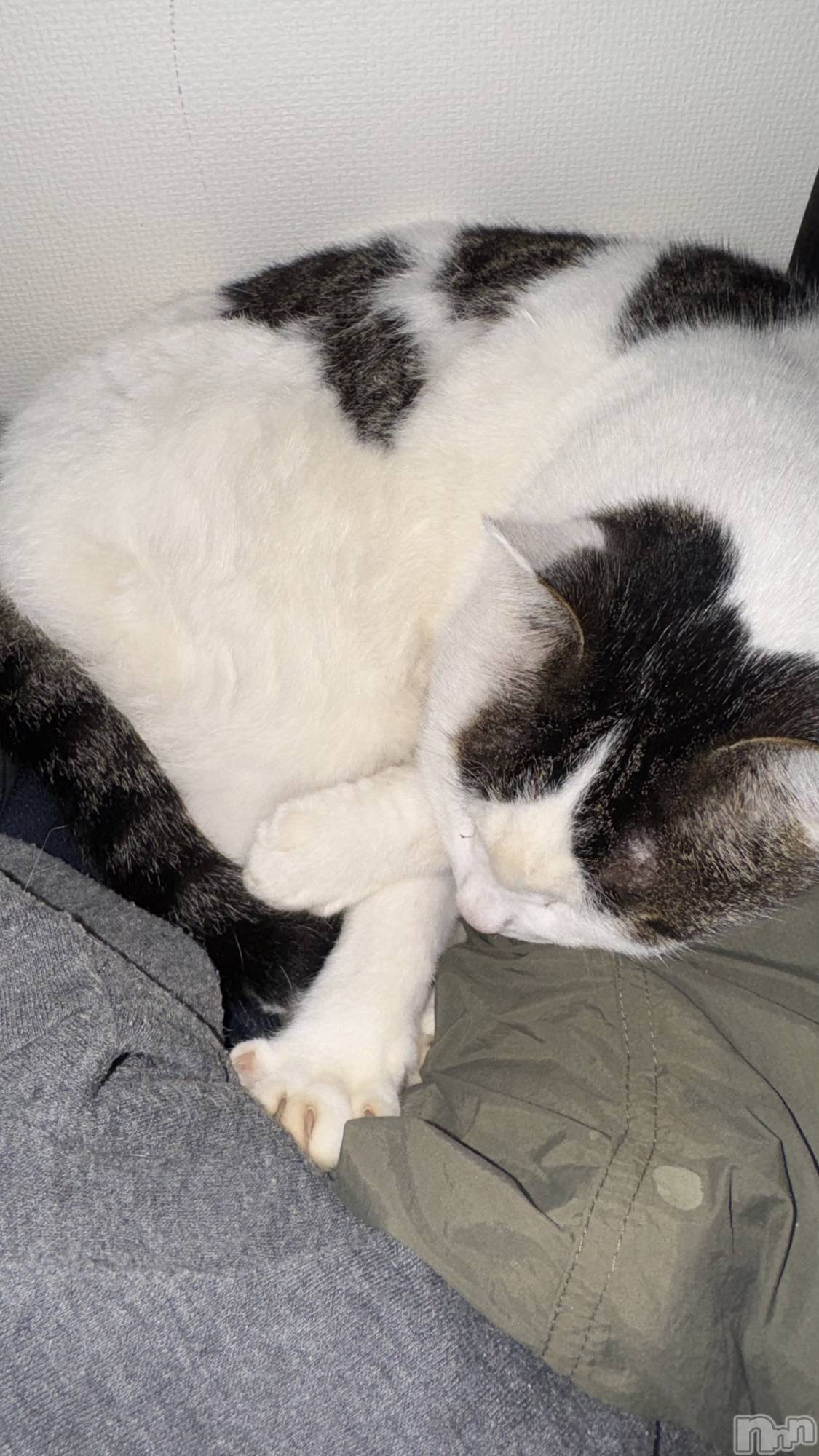 ʥå륺С󥻥ץȥե̴Ѷ~̤⤷ʤ¤~(󥻥ץȥեߥϥ祦) 2025ǯ1114̥֥🐱