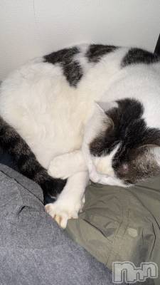 ʥå륺С󥻥ץȥե̴Ѷ~̤⤷ʤ¤~(󥻥ץȥեߥϥ祦) ʤ1114̥֥🐱