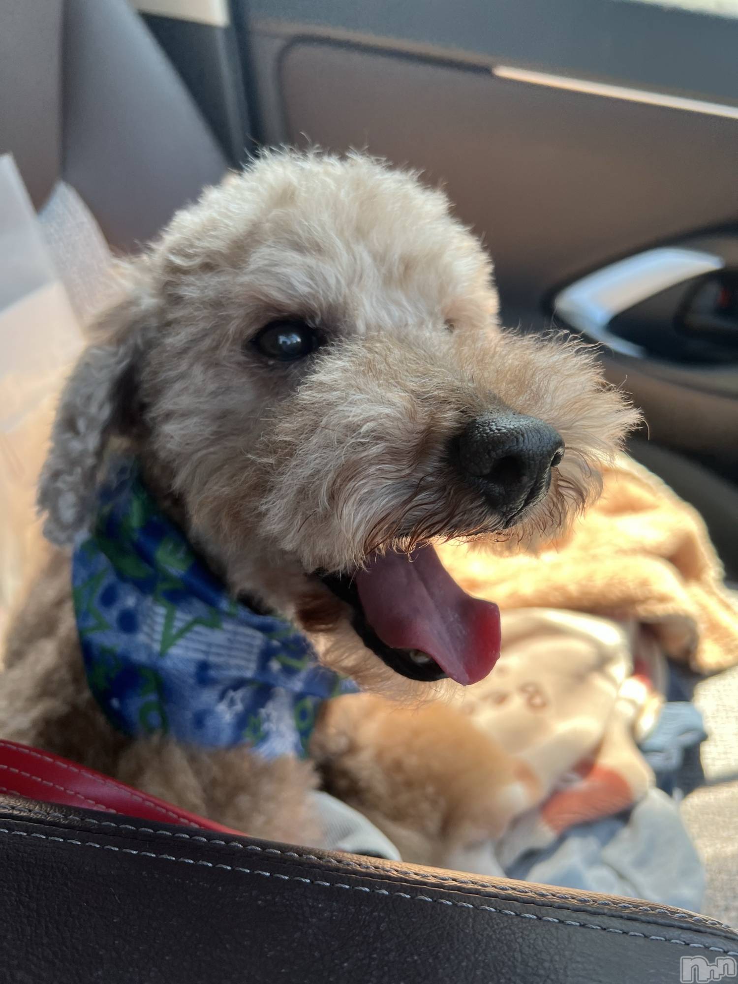 ���ץ���Х��顦�����CLUB BOSS(����� �ܥ�) ��2026ǯ1��22���̥�֥�����🐶��