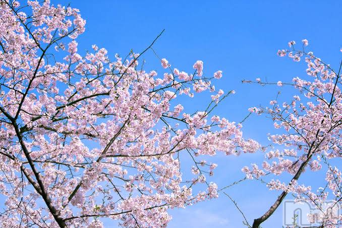 ���ץ���Х��顦�����CLUB BOSS(����� �ܥ�) ��2026ǯ4��3���̥�֥�����🌷��