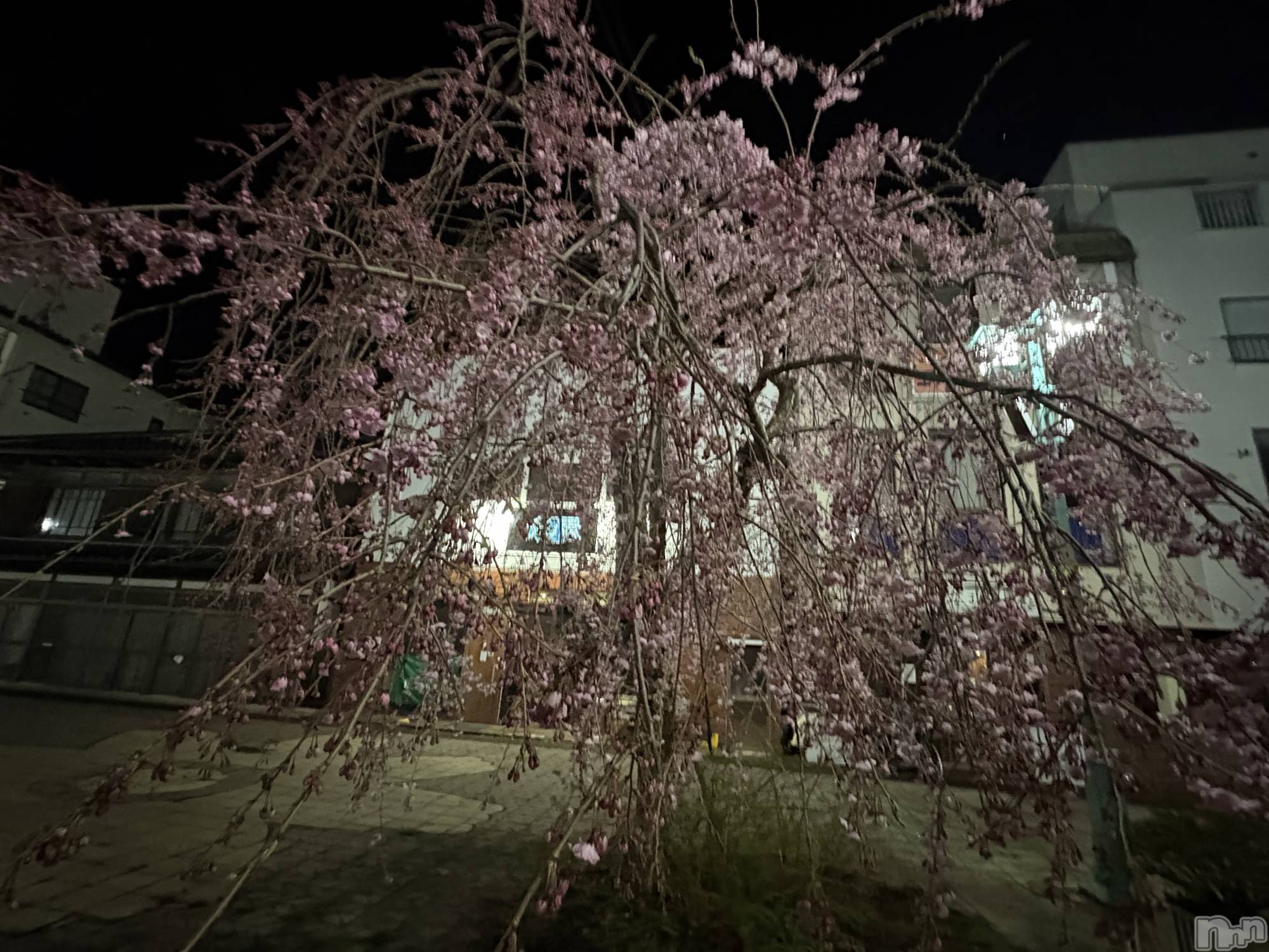 ���ץ���Х��顦�����CLUB BOSS(����� �ܥ�) ��2026ǯ4��10���̥�֥�����🐳��