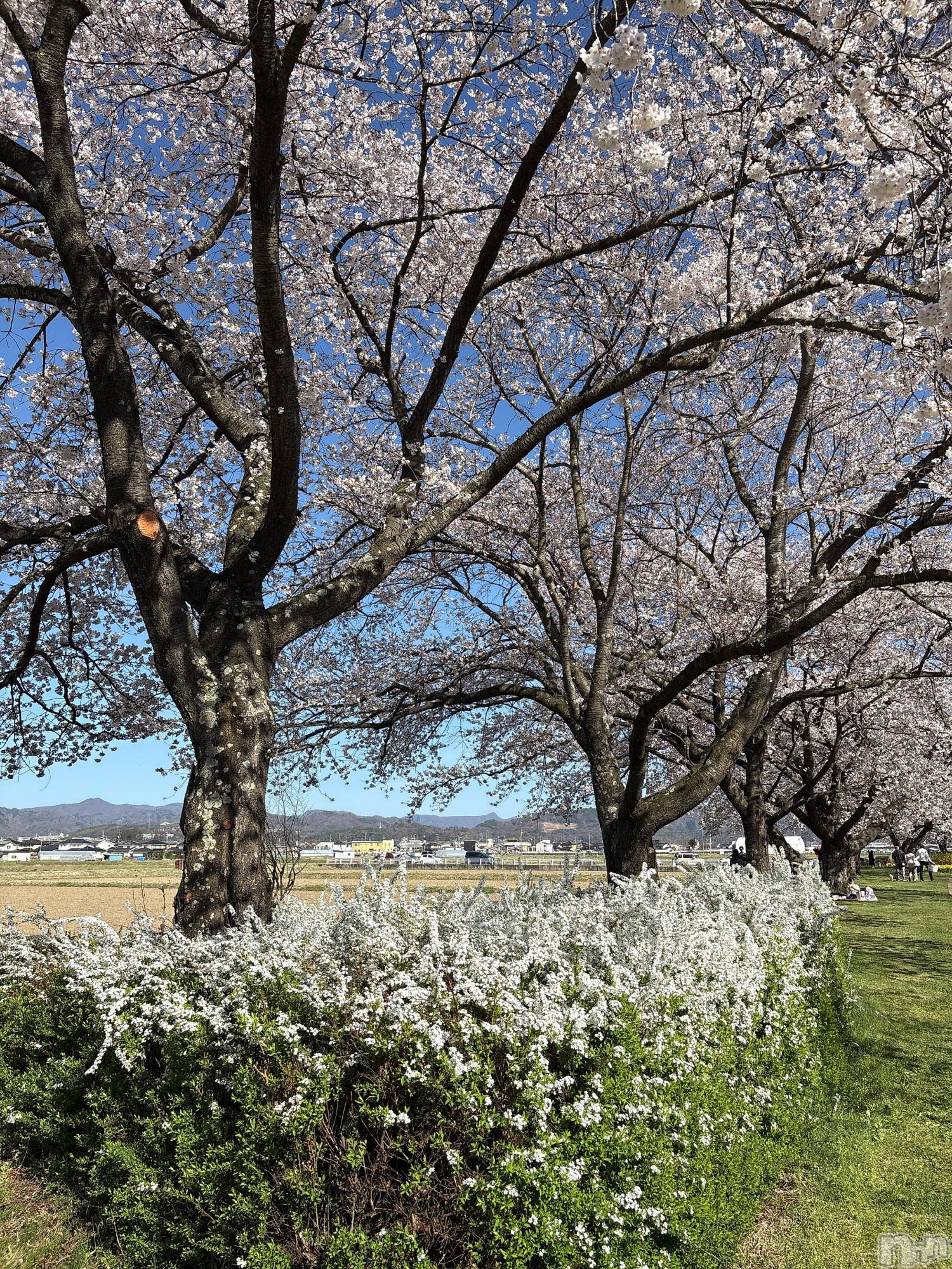 ���ץ���Х��顦�����CLUB BOSS(����� �ܥ�) ��2026ǯ4��15���̥�֥�����🍃��