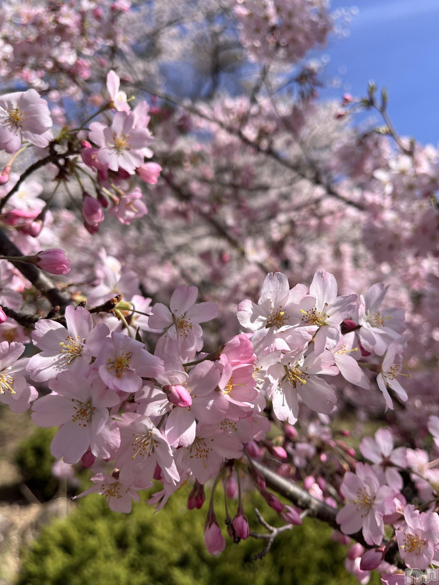 ���ץ���Х��顦�����CLUB BOSS(����� �ܥ�) ��2026ǯ4��15���̥�֥����֤��ָ���