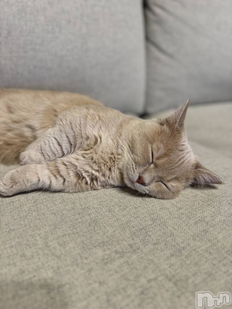 ץХ顦CLUB BOSS( ܥ) 1122̥֥1122 2121ʬΥ֥