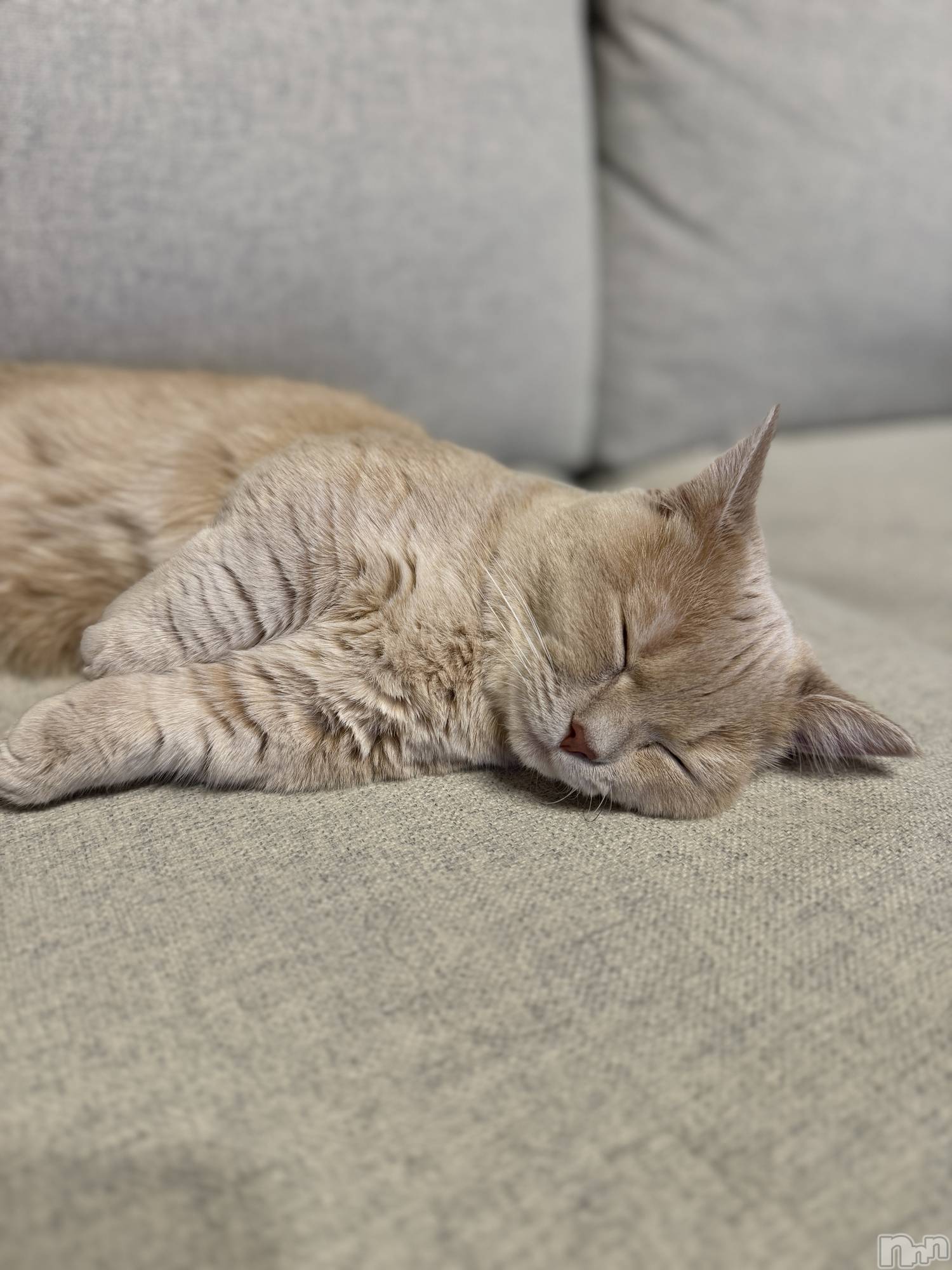 ץХ顦CLUB BOSS( ܥ) 2025ǯ1122̥֥1122 2121ʬΥ֥