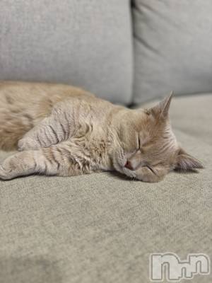 ץХ顦CLUB BOSS( ܥ) 1122̥֥1122 2121ʬΥ֥