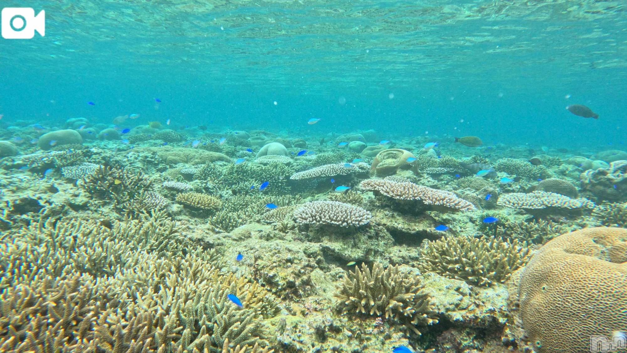 新潟デリヘル新潟デリヘル倶楽部(ニイガタデリヘルクラブ)りん(20)の2025年10月22日写メブログ「沖縄🌴🌺✈」