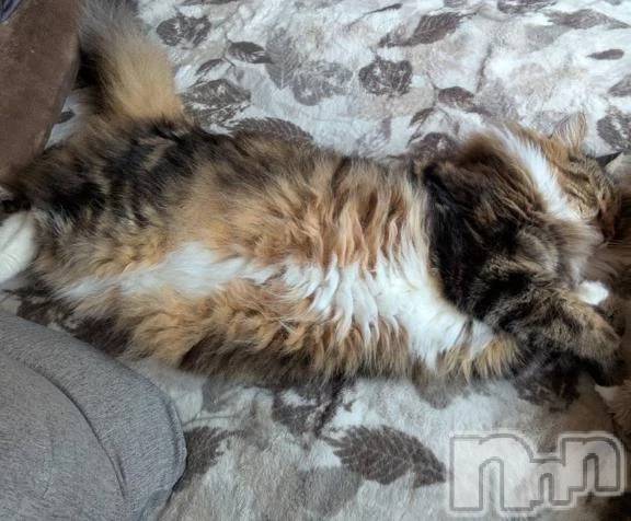 新潟デリヘル新潟デリヘル倶楽部(ニイガタデリヘルクラブ)りん(20)の2025年12月1日写メブログ「🐱」