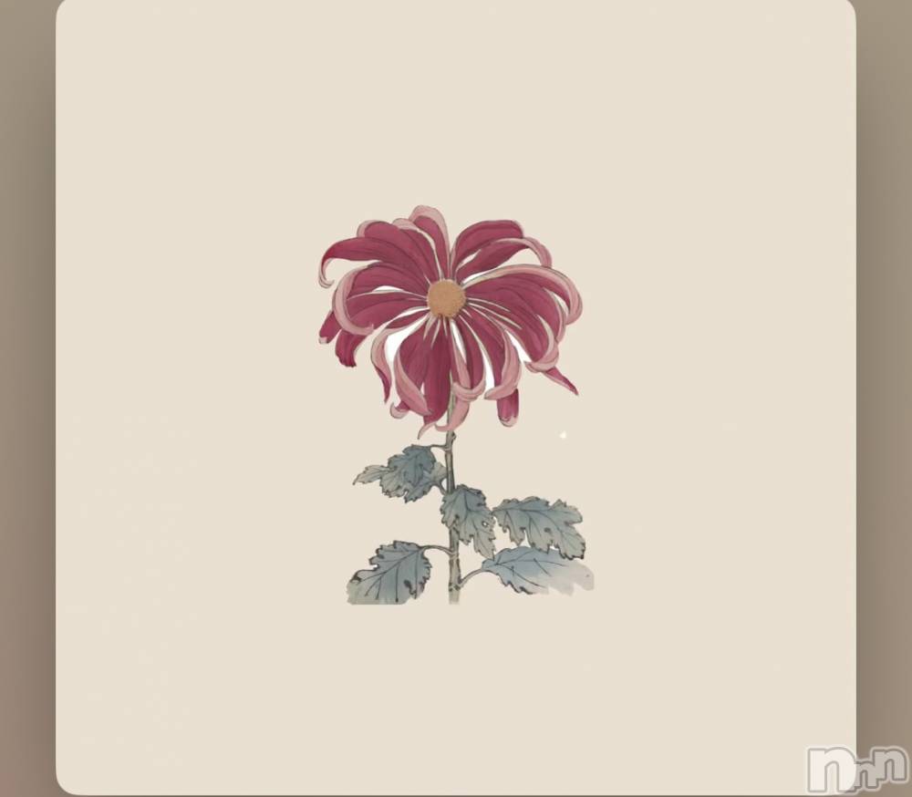 ��ˬ����Х��顦����֥���� �ץ���� ��ˬ(����� �ץ���� ����) ���� �����3��3���̥�֥�����🌸��