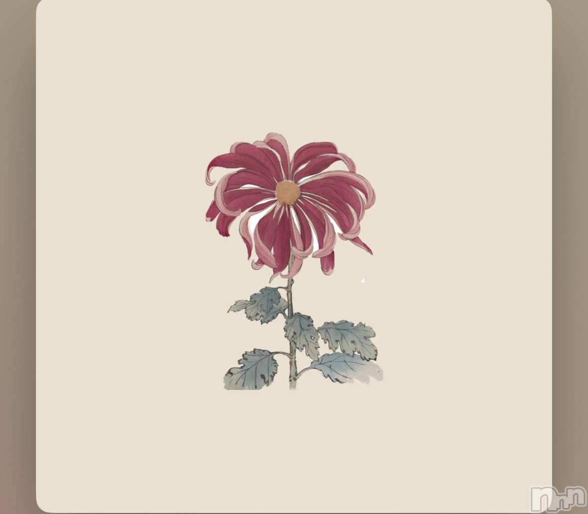 ��ˬ����Х��顦����֥���� �ץ���� ��ˬ(����� �ץ���� ����) ��2026ǯ3��3���̥�֥�����🌸��