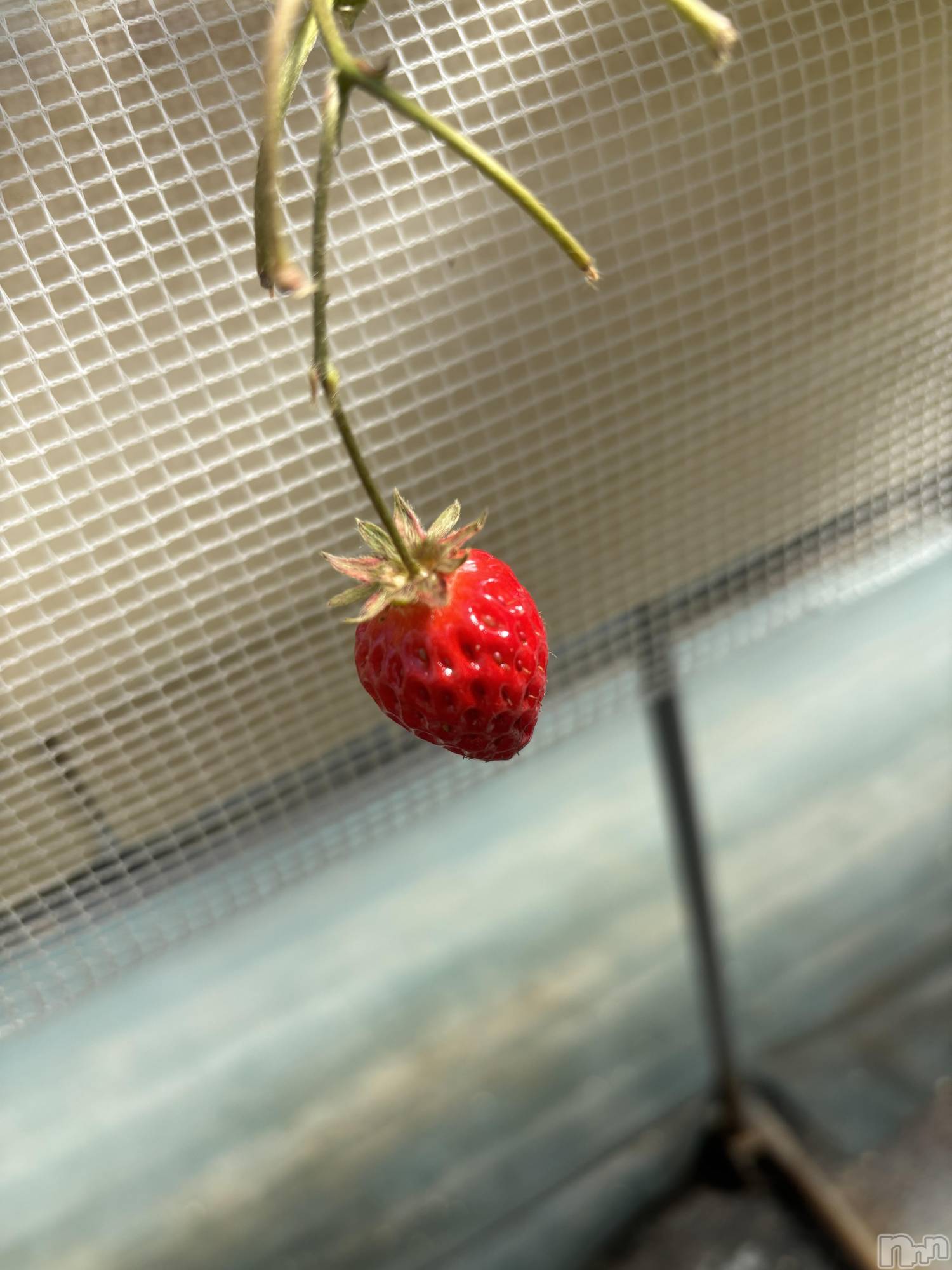 ��Ʋ����Х��顦�����Lounge Veranda(�饦�󥸥٥���) ��2026ǯ3��24���̥�֥�����3��24�� 18��00ʬ�Υ֥�����