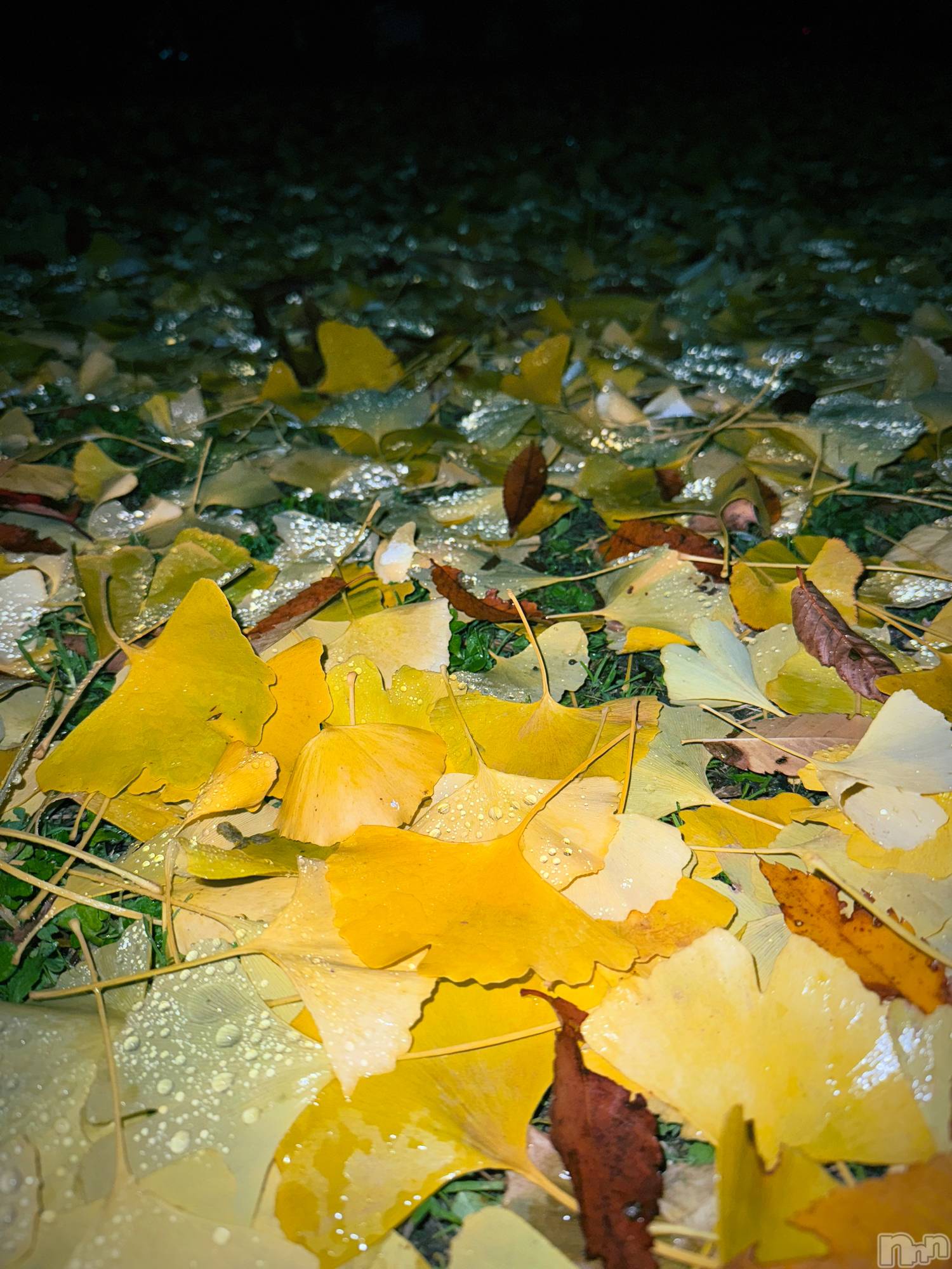 ƲХ顦K-Lounge(饦) 2025ǯ1119̥֥Ϥޤʤ