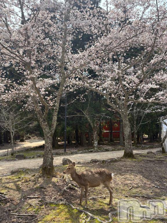 新潟ソープ新潟バニーコレクション(ニイガタバニーコレクション)キセキ(25)の2026年4月2日写メブログ「休日」