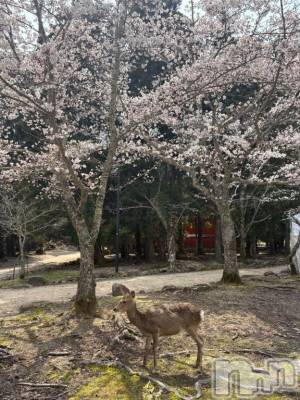 新潟ソープ 新潟バニーコレクション(ニイガタバニーコレクション) キセキ(25)の4月2日写メブログ「休日」