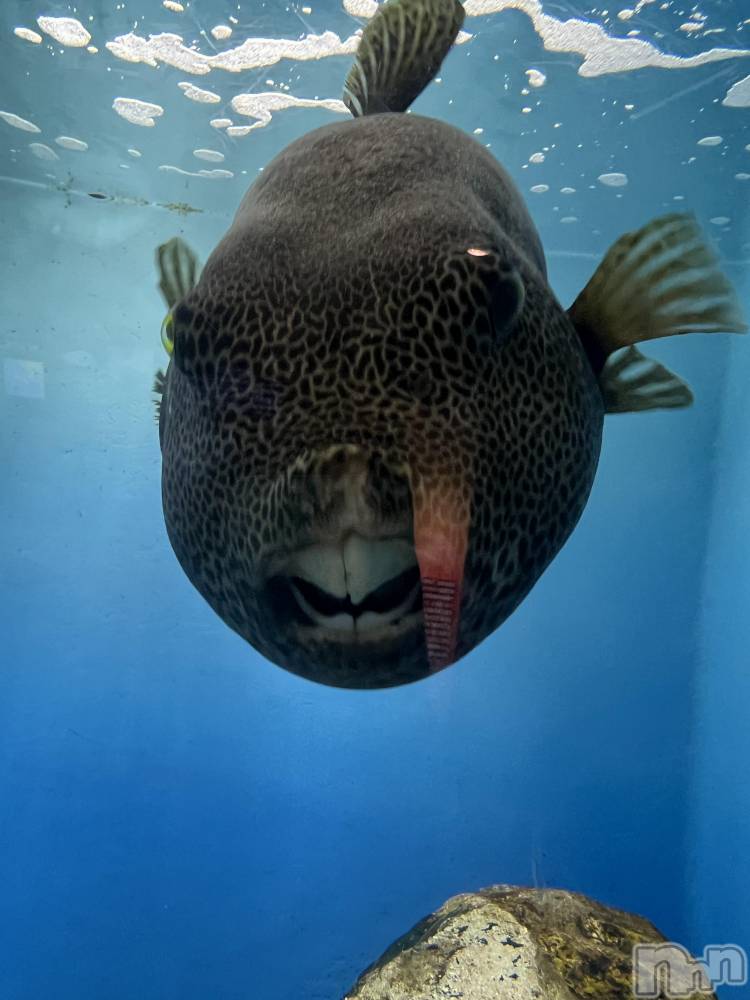 ¸ÅÄ®¥¥ã¥Ð¥¯¥é¡¦¥¯¥é¥Öclub Diana(¥¯¥é¥Ö¥Ç¥£¥¢¥Ê) ¤Ê¤Ä¤ß¤Î10·î25Æü¼Ì¥á¥Ö¥í¥°¡Öµ×¤·¤Ö¤ê¤Î¡×