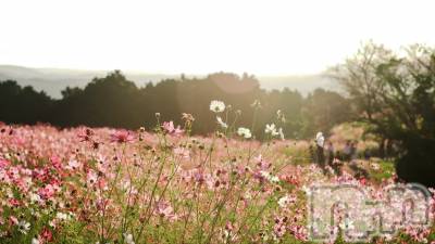 ĮХ顦club Diana(֥ǥ) ʤĤߤ1015̥֥֤