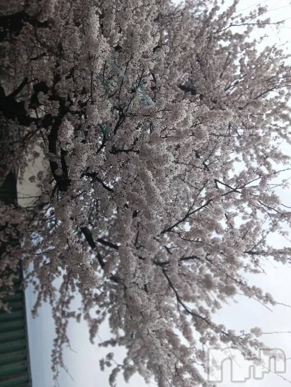 新潟デリヘル新潟デリヘル倶楽部(ニイガタデリヘルクラブ) あおい(18)の4月7日写メブログ「今日は15:00～🎀」